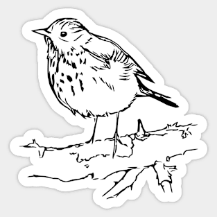 Hermit Thrush Drawing Forest Bird Sticker